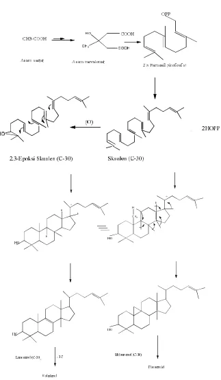 Gambar 2. 1. Reaksi biosintesis steroid (Mannito, 1992) 