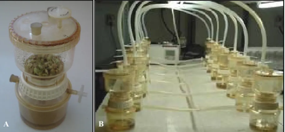Gambar 1.   Kultur in vitro kelapa  sawit  pada  sistem  perendaman sesaat (A) Bejana  terdiri  dari wadah    atas tempat bahan kultur dan wadah bawah tempat medium, (B) Bejana dihubungkan dengan  Autonic double timer