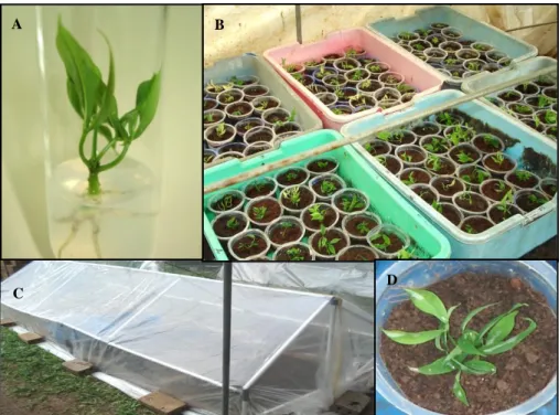 Figure  2.  (A)  A  rooted  rubber  plantlet  from  microcutting  ready  for  acclimatization,  (B)  Plantlets  were  planted  in  plastic  pot  containing  media  mixture,  (C)  Closed  plastic  cover,and  (D)  Plantlet  has formed new leaves at 1.5 month