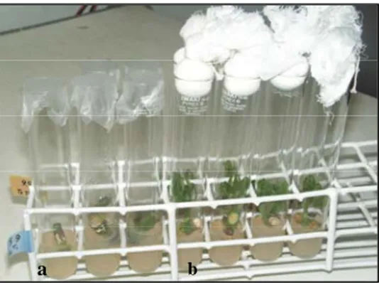 Gambar 1. Penampilan  eksplan  tanaman  karet  pada  tabung  kultur  dengan  dua jenis bahan penutup                     tabung: (a) parafilm, (b) kapas