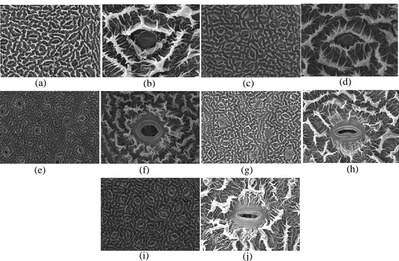 Figure 3.    Stomata from lower epidermis of leaves of rubber genotypes 78  grown in the field (a and b), in a greenhouse         (c and d), in tightly closed container (e and f), in container with a yellow filtered lid (Kv value 13.09 GE /day)     (g  and