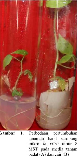 Gambar  2.  Perbedaan  pertumbuhan  rata- rata-rata  (a)  tinggi,  (b)  jumlah  daun  dan  (c)  panjang  akar  tanaman  hasil  sambung  mikro  in  vitro  pada  media  tanam  yang  berbeda  (padat  dan cair)