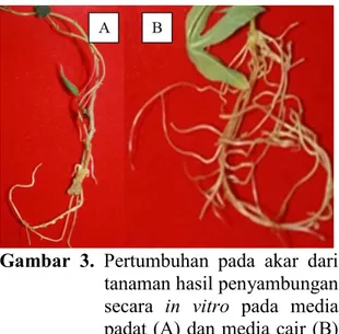 Gambar  3.  Pertumbuhan  pada  akar  dari  tanaman hasil penyambungan  secara  in  vitro  pada  media  padat (A) dan media cair (B)  pada umur 11 MST 