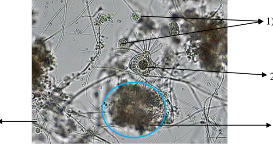 Gambar 1. Organisme Penyusun Bioflok yang Diketemukan pada Penelitian  Keterangan:   1) Mikroalgae; 2) Protozoa; 3) Bakteri pembentuk flok;  