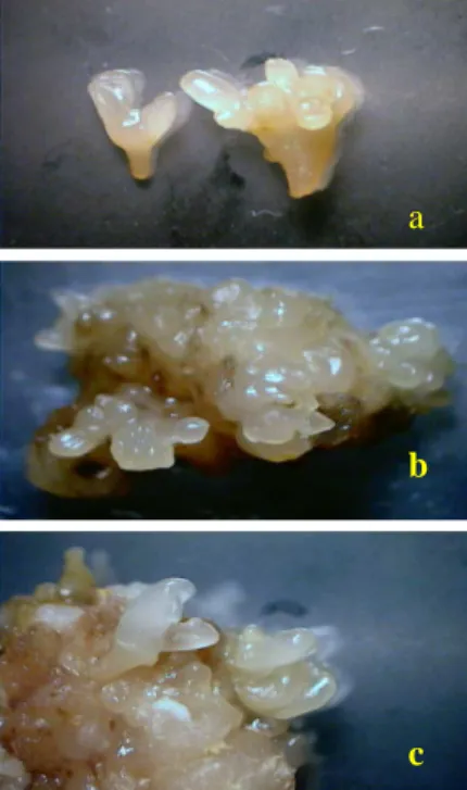 Gambar  1.  Induksi  kalus  embriogenik.  (a)  pembentukan  kalus  (b)  embrio  somatik  primer, dan (c) embrio somatik sekunder 