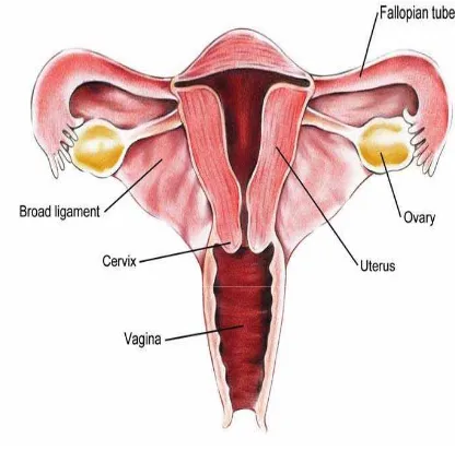 Gambar 2.1 Anatomi Uterus Normal 