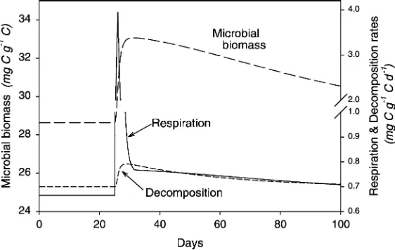 Fig. 4. Effect of a pulse of available C on microbial biomass and respiration in the C-only model