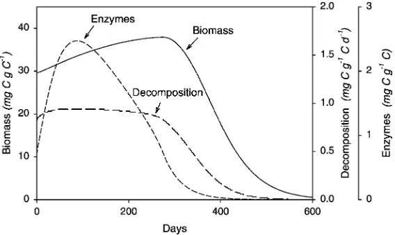 Fig. 5. Time course of model run when allocation to maintenance is prioritized over allocation to exoenzyme synthesis