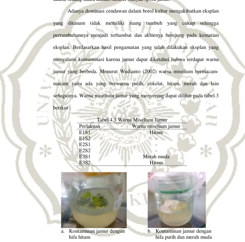 Tabel 4.3 Warna Miselium Jamur  Perlakuan  Warna miselium jamur 