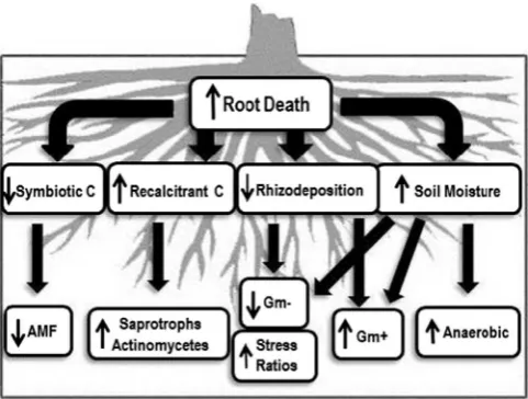 Fig. 1. Conceptual diagram of canopy gap creation effects and hypothesizedresponses of the SMC in a sugar maple dominated forest.