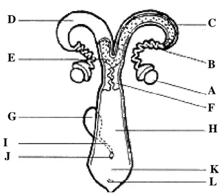 Gambar 3 Gambaran skematis organ reproduksi ruminansia betina. A. Ovarium,  B. Tuba Fallopii, C