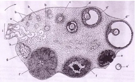 Gambar  4  Gambaran  histologis  sayatan  melintang  ovarium  mamalia       memperlihatkan beberapa struktur ovarium