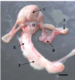 Gambar 5  Organ reproduksi kancil betina setelah dikeluarkan dari rongga tubuh.  (A) Ovarium, (B) Tuba Fallopii, (C) Kornua uteri, (D) Korpus uteri,  (E) Serviks, (F) Vagina