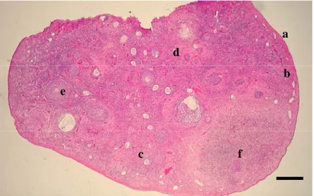 Gambar 6 Gambaran histologi ovarium kancil (sayatan transversal). (a) Epitel  germinativum, (b) Tunika albuginea, (c) Korteks ovarium, (d) Medula  ovarium, (e) Salah satu tipe folikel yang berkembang, (f) Korpus  luteum