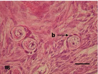 Gambar 7 Folikel tipe 1  dengan ciri oosit (a) dilapisi  satu lapis sel pregranulosa  berbentuk pipih