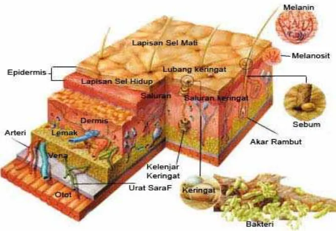 Gambar 1. Struktur skematis kulit (Sumber: Yahya. 2008). 
