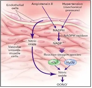 Gambar 2.4. :  Angiotensin II menghasilkan Oksidatif stress. Sumber : Sowers, J.R., 2002