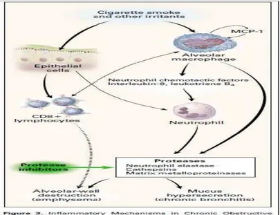 Gambar 2.3. Mekanisme Inflamasi Sistemik ( ADAM ) 