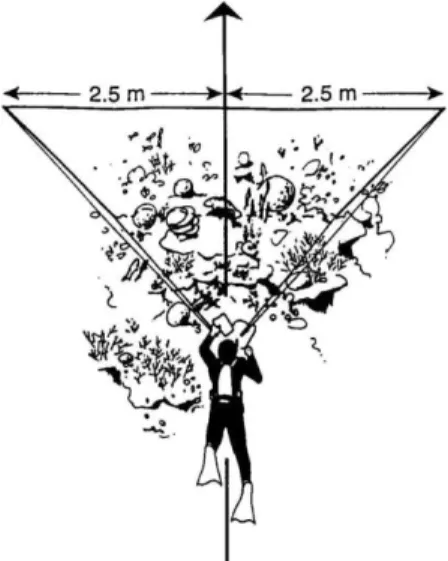 Gambar  6    Metode  sensus  visual  bawah  air  ikan  karang  (underwater  visual  census) (English et al