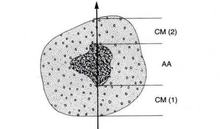 Gambar 2. Koloni karang masif berukuran besar dianggap dua data, CM,  apabila garis meteran melewati algae persis diatas koloni tersebut  (English et al, 1994)
