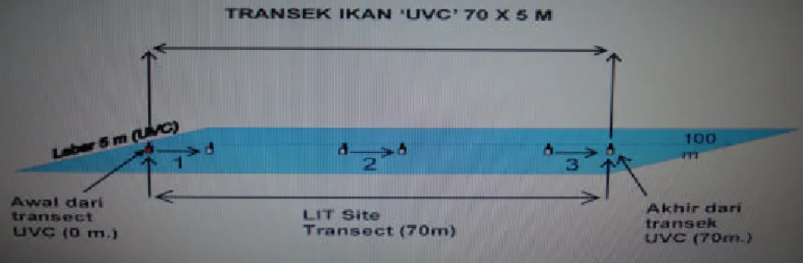 Gambar 5  Metode Underwater fish Visual Census (UVC). 
