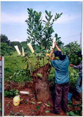 Gambar  1.  Perlakuan  pengerodong- pengerodong-an  pada  sambungpengerodong-an  jambu mete 