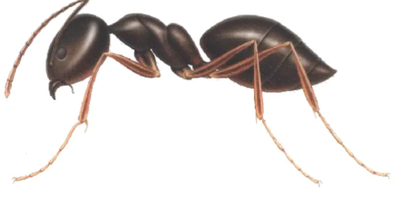 Gambar 3.2 Semut 