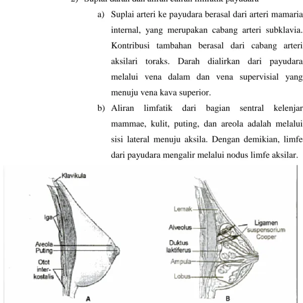 Gambar 2.1 Kelenjar mammae: A. Sisi lateral ; B. Potongan sagital  c.  Pembentukan ASI 