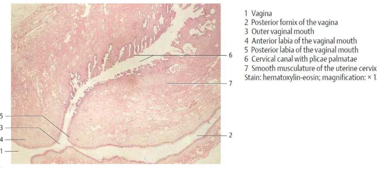 Gambar 2.2. Histologi serviks  Sumber: Kuehnel, W., 2003. Female Sexual Organs. In: Color Atlas of Cytology, Histology, and Microscopic Anatomy