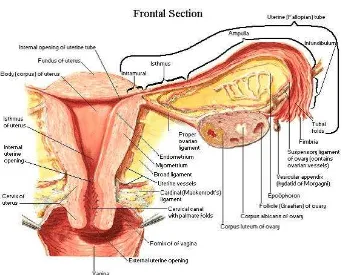Gambar 2.1. Anatomi uterus (Netter, 2011) 