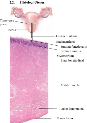 Gambar 2.2. Histologi lapisan uterus (Tortora & Derrickson, 2001) Secara histologi,dinding uterus terdiri dari 3 lapisan: 