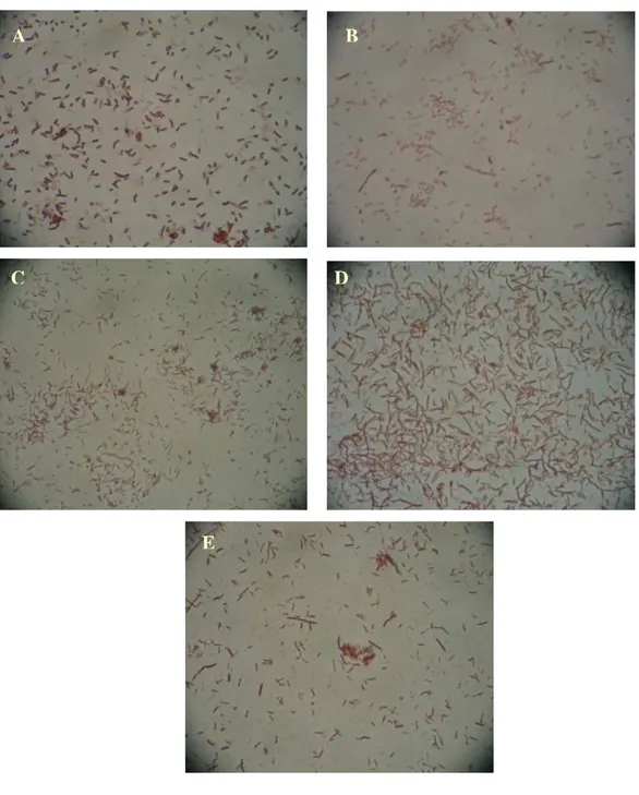 Gambar IV.4  Mikroba hasil pewarnaan Gram sampel Kawah Hujan A hasil  kultivasi (perbesaran 400 kali) 
