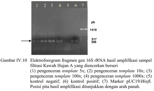 Gambar IV.10  Elektroforegram fragmen gen 16S rRNA hasil amplifikasi sampel  filtrasi Kawah Hujan A yang diencerkan berseri 