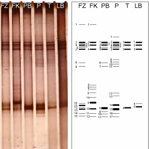 Gambar IV.15   Profil DGGE komunitas mikroba Kawah Hujan B dan penomoran  pita-pita yang dipotong dan direamplifikasi 