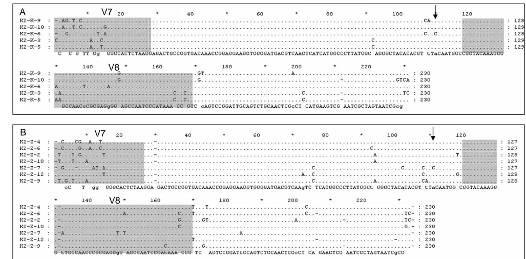 Gambar IV.20.  Hasil penjajaran urutan fragmen gen 16S rRNA sampel Kawah Hujan A hasil filtrasi 
