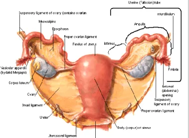 Gambar 1. Anatomi Ovarium 16 
