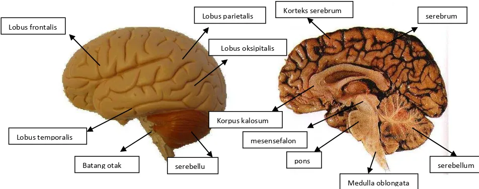 Gambar 2.3. Bagian-bagian otak manusia (Aare,2003) 