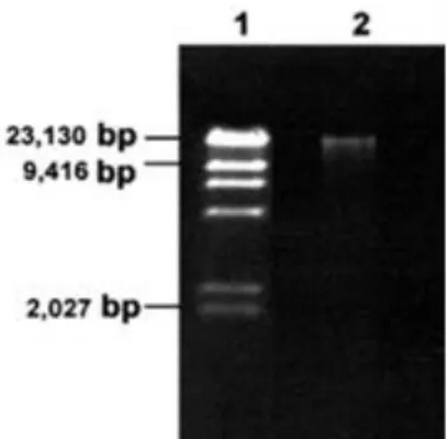 Gambar 1. Hasil elektroforesis DNA. Sumur 1= 