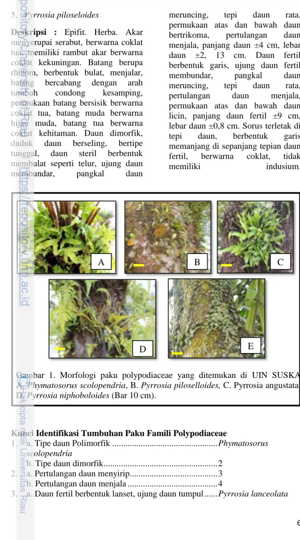 Gambar  1.  Morfologi  paku  polypodiaceae  yang  ditemukan  di  UIN  SUSKA  A. Phymatosorus scolopendria, B