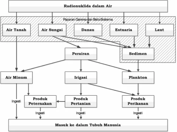 Gambar 3. Jalur perpindahan radionuklida di badan air  