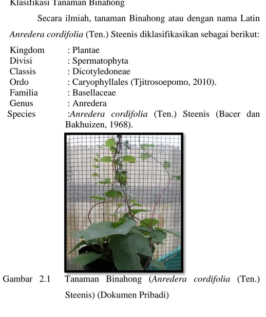 Gambar  2.1    Tanaman  Binahong  (Anredera  cordifolia  (Ten.)  Steenis) (Dokumen Pribadi) 