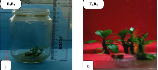 Gambar  1.    Pertumbuhan    eksplan  pada  perlakuan  E 2 B 2   ketika  berumur  1,5  bulan  setelah  perlakuan (a)  dan Perkembangan eksplan pada perlakuan E 2 B 2