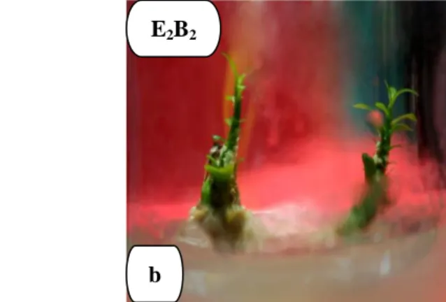 Gambar  2.  Perkembangan  eksplan  membentuk  tunas  dengan  perlakuan  E 1 B 1   saat  berumur  3  bulan  (a)    Perkembangan  eksplan  membentuk  tunas  dengan  perlakuan E 2 B 2  saat berumur 3 bulan (b) 