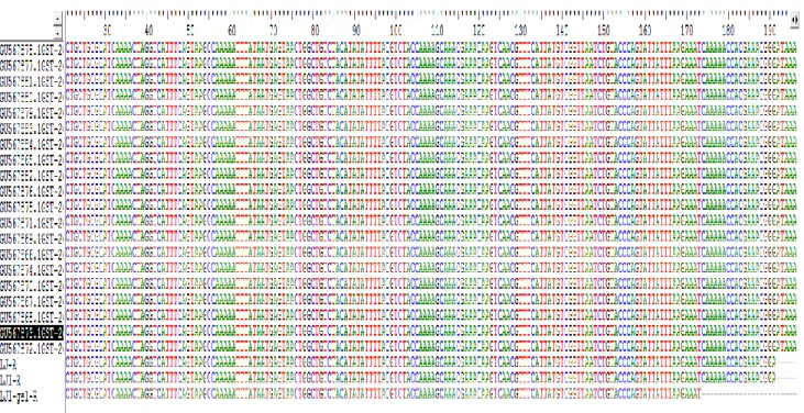 Gambar 2. Hasil  alignment  antara  gen  Sj26GST  sampel  cacing S. japonicum  dari  Lindu  dengan   beberapa  gen  Sj26GST  isolat dari China
