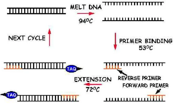 Gambar 1. Siklus PCR, yang terdiri dari denaturasi, penempelan primer (annealing) dan polimerisasinya (Sumber: Gaffar, 2007).