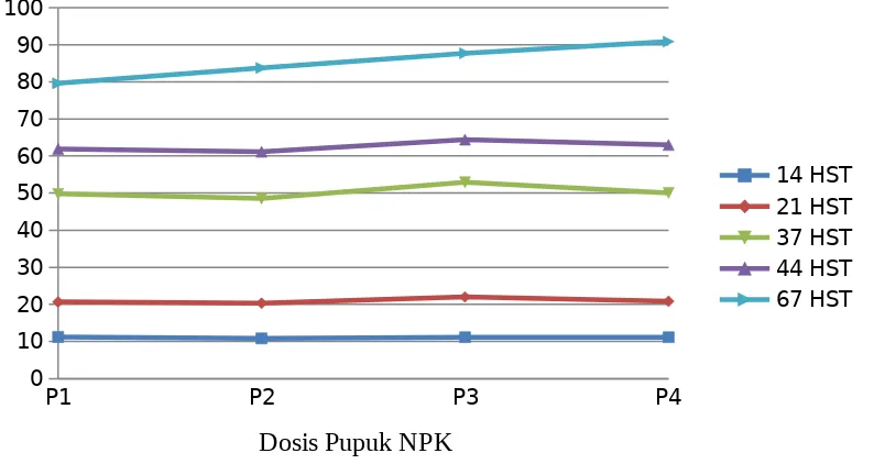 Gambar 1. Rata-rata tinggi tanaman cabai pada berbagai perlakuan dosis pupukNPKKeterangan : P1 = 100 kg/haP2 = 150 kg/haP3 = 200 kg/haP4 = 250 kg/ha