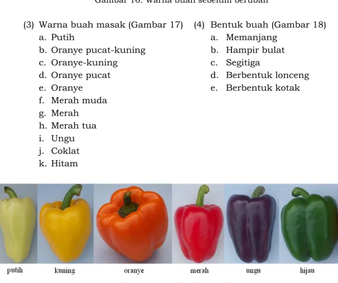 Gambar 17. Warna buah masak Putih Hijau     