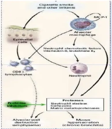Gambar 1. Patogenesis PPOK 19