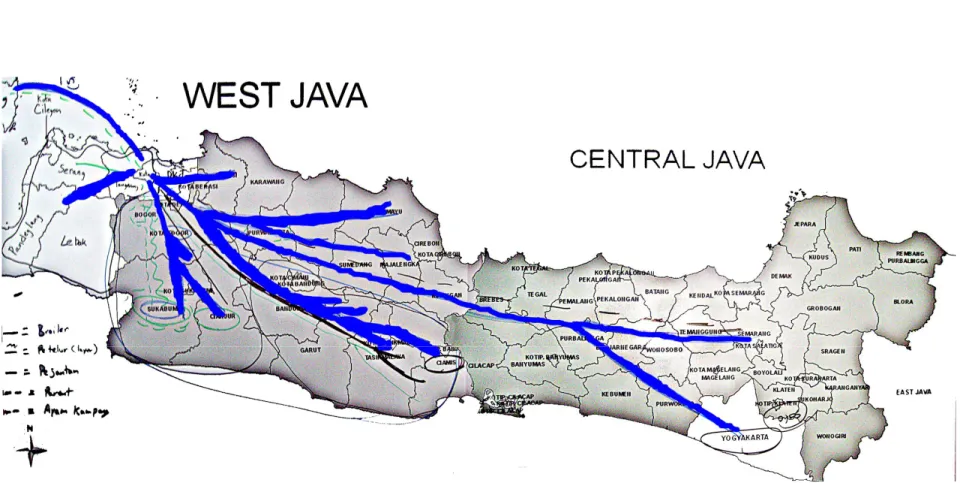 Ilustrasi Pergerakan Unggas di pulau Jawa