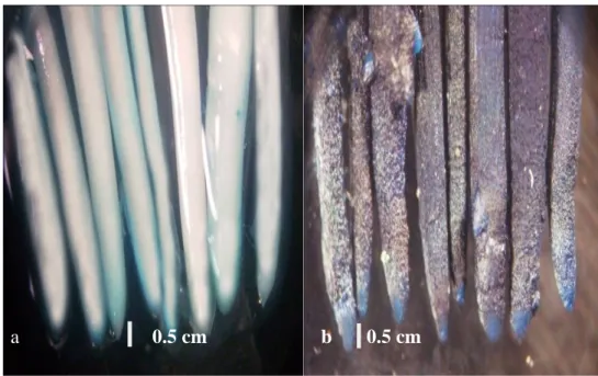 Gambar 11 Perbandingan morfologi akar dari 8 varietas padi a) perlakuan kontrol b) perlakuan cekaman besi 1500 ppm umur 7 hari setelah perlakuan cekaman besi.